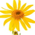 Arnica Fragrances - Shop inspired-by fragrances at Fragrenza
