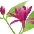 Calycanthus Fragrances - Shop inspired-by fragrances at Fragrenza