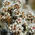 Fragonia Fragrances - Shop inspired-by fragrances at Fragrenza