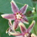 Silk Vine or Milk Broom Fragrances - Shop inspired-by fragrances at Fragrenza
