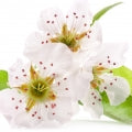 Illustration representing Pear Blossom Fragrances