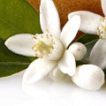 Illustration representing Grapefruit blossom Fragrances