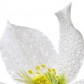 Indole Fragrances - Shop inspired-by fragrances at Fragrenza