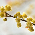 Litsea Cubeba Fragrances - Shop inspired-by fragrances at Fragrenza