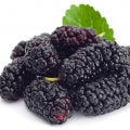 Mulberry Fragrances