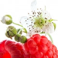 Raspberry blossom