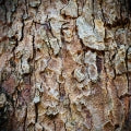 Gurjun balsam