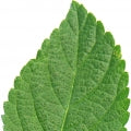 Lantana leaf Fragrances