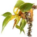 Poplar (Populus) buds Fragrances - Shop inspired-by fragrances at Fragrenza