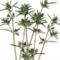 Satureja Fragrances - Shop inspired-by fragrances at Fragrenza