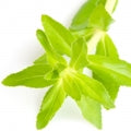 Limnophila aromatica Fragrances - Shop inspired-by fragrances at Fragrenza
