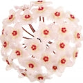 Hoya carnosa, wax plant