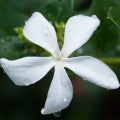 Carissa Fragrances - Shop inspired-by fragrances at Fragrenza