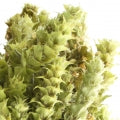 Sideritis, Mountain tea