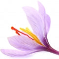 Illustration representing Saffron Fragrances