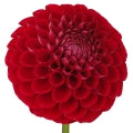 Dahlia Fragrances - Shop inspired-by fragrances at Fragrenza