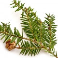 Black hemlock or Tsuga