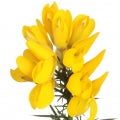 Gorse Fragrances - Shop inspired-by fragrances at Fragrenza