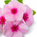 Impatiens