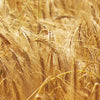 Barley note — Barley Fragrances