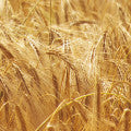 Barley Fragrances - Shop inspired-by fragrances at Fragrenza