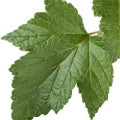 Illustration representing Black currant leaf Fragrances