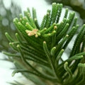 Araucaria