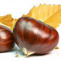 Chestnut Fragrances - Shop inspired-by fragrances at Fragrenza