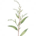 Water pepper Fragrances - Shop inspired-by fragrances at Fragrenza