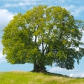 Beech Fragrances - Shop inspired-by fragrances at Fragrenza