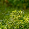 Portulaca or Pigweed