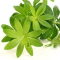 Woodfuff or Galium odoratum Fragrances - Shop inspired-by fragrances at Fragrenza