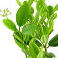 Ravensara Fragrances - Shop inspired-by fragrances at Fragrenza
