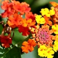 Lantana note