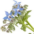 Borage Fragrances - Shop inspired-by fragrances at Fragrenza