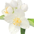 Illustration representing Mock Orange Fragrances