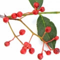 Japanese pepper