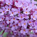 Buddleia Fragrances - Shop inspired-by fragrances at Fragrenza
