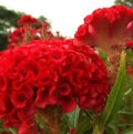 Celosia