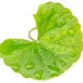 Centella Asiatica Fragrances - Shop inspired-by fragrances at Fragrenza