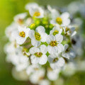 Alyssum