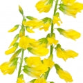 Melilotus Fragrances - Shop inspired-by fragrances at Fragrenza