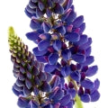 Lupin Fragrances - Shop inspired-by fragrances at Fragrenza