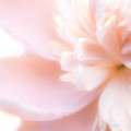 Petalia Fragrances