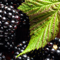 Illustration representing Blackberry leaf Fragrances
