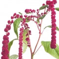 Amaranth