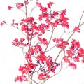 Alumroot Fragrances - Shop inspired-by fragrances at Fragrenza