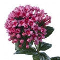 Daphne Fragrances - Shop inspired-by fragrances at Fragrenza
