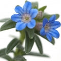 Gromwell Fragrances - Shop inspired-by fragrances at Fragrenza