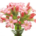 Jade Flower Fragrances - Shop inspired-by fragrances at Fragrenza
